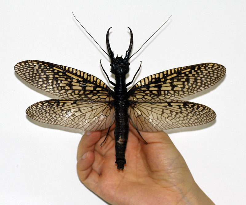 Illustration for article titled World's Largest Aquatic Insect Found In China